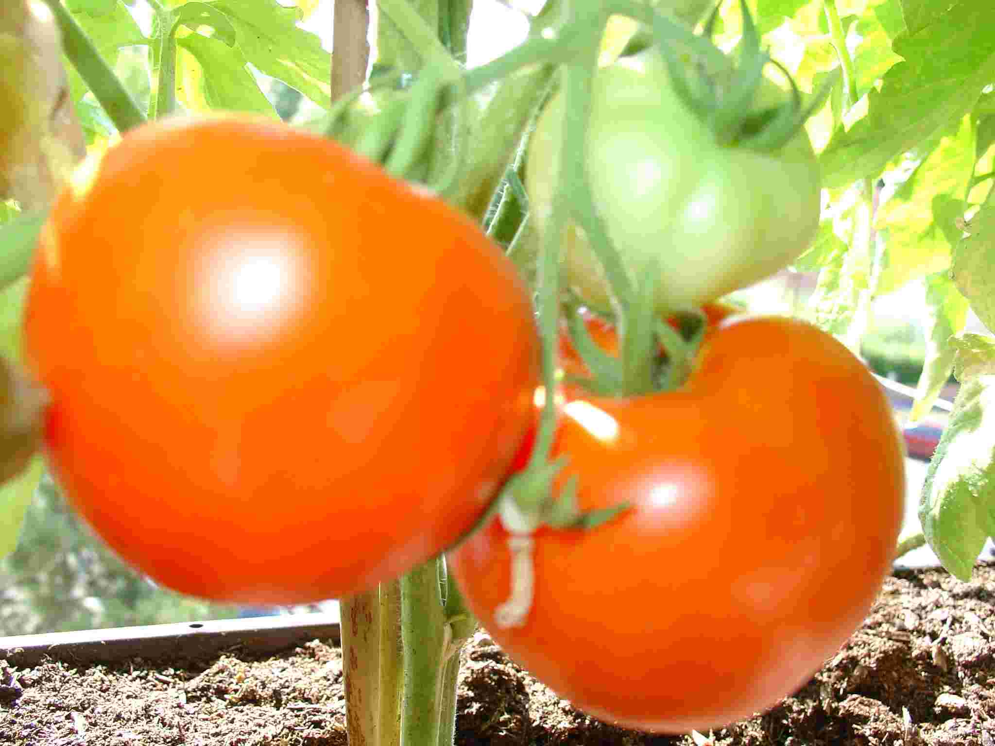 Unser Garten am Balkon
