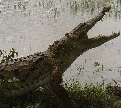 Heilige Krokodile von Sabou - Sacred crocodiles of Sabou - Caimans sacrés de Sabou