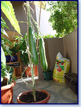 _06DSC01507