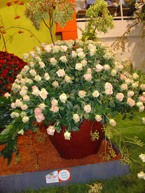 DSC07515